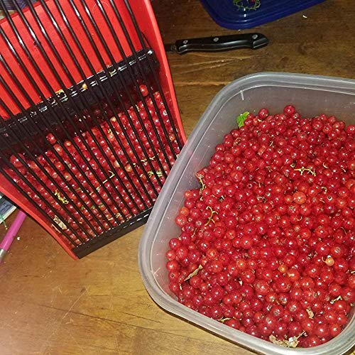 GUGULUZA Blueberry Picker Scoop, Plastic Berry Picker with Metallic