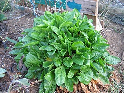 Jardín de hierba acedera 1000 Semillas - Rumex Acetosa-'alazán grande de la hoja'