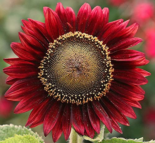 Radha Krishna Agriculture® Sunflower Red Color Flower Seeds For Your Garden (80 to 100 Seeds Pack) (B0BTDM8DY8) Amazon Price History, Amazon Price Tracker