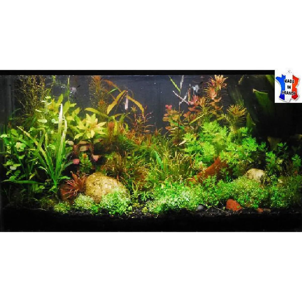 Lot plantes vivantes aquarium de 60 Plantes en 9 variétés à racines et tiges + 10 tiges gratuites