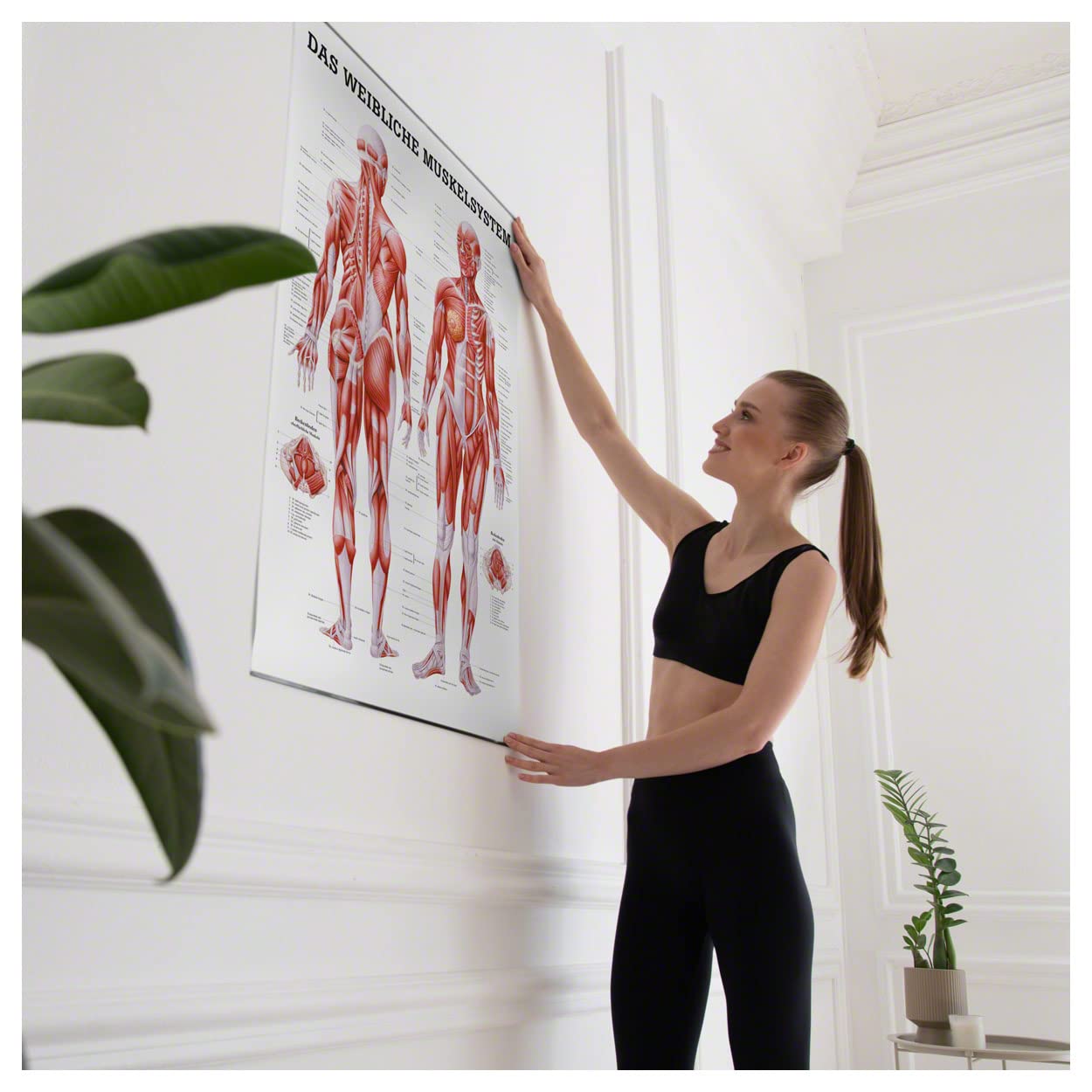 Sport-Tec Weibliches Muskelsystem Lehrtafel Anatomie 100x70 cm medizinische Lehrmittel