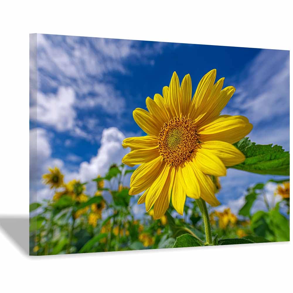 ZAMAEIU Landscape Wall Art Sun-facing blooms Artwork for Walls, Canvas Prints Paintings Room Decor, for Bedroom Kitchen Office Fireplace Wall Decor(yellow)-60x90cm Framed