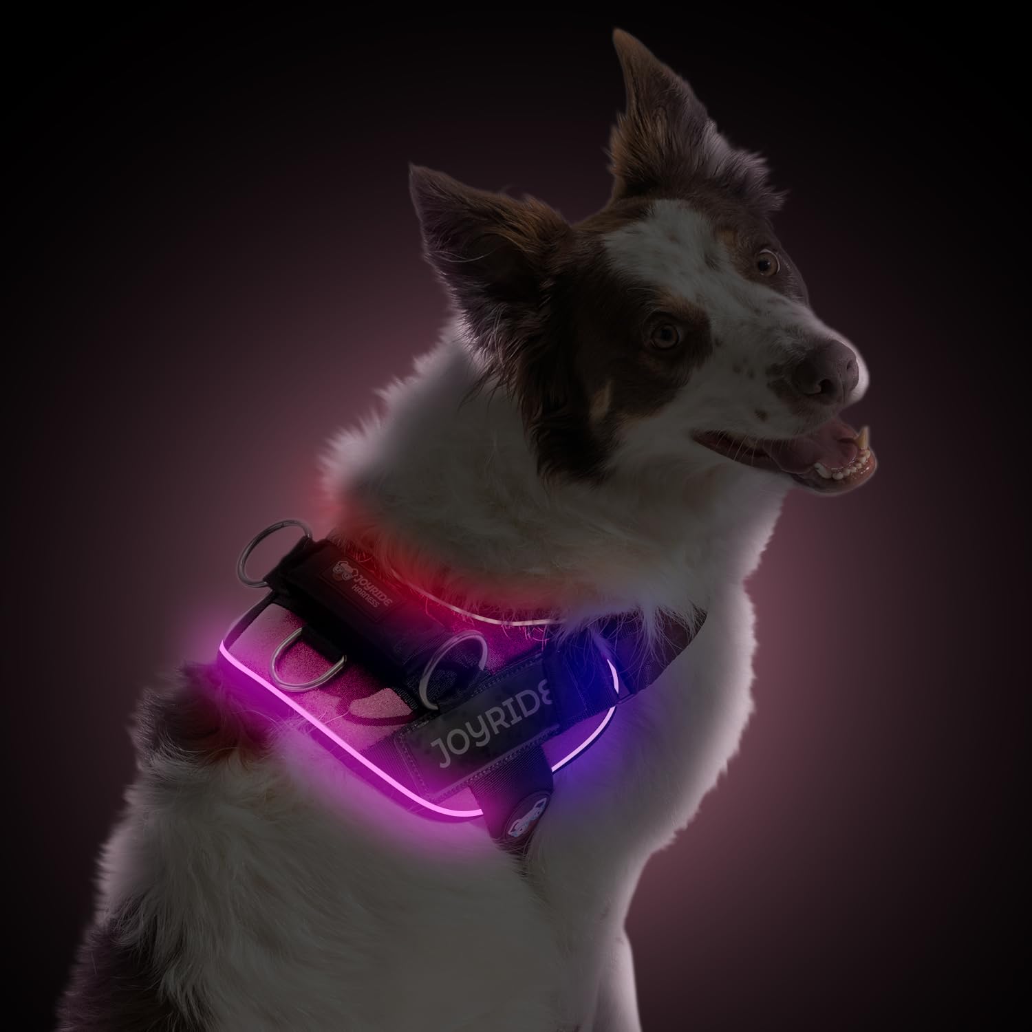 Joyride Harness LED Light Up Dog Harness 2.0 - Patent Pending Design, 3 LED Modes, Vibrant Rechargeable Lighting, Customizable Name Tag Area, and Convenient On/Off Button for Enhanced Pet Safety