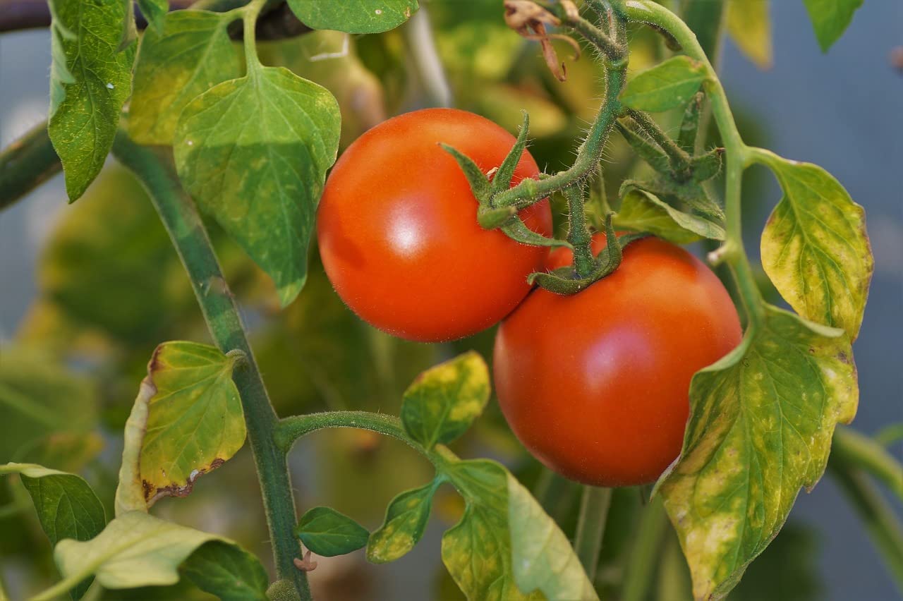 Mediterrano Tomatendünger – Premium Dünger für Tomaten, Gemüse & Kräuter 10 Kg Original Mediterrano NKP 10-4-8
