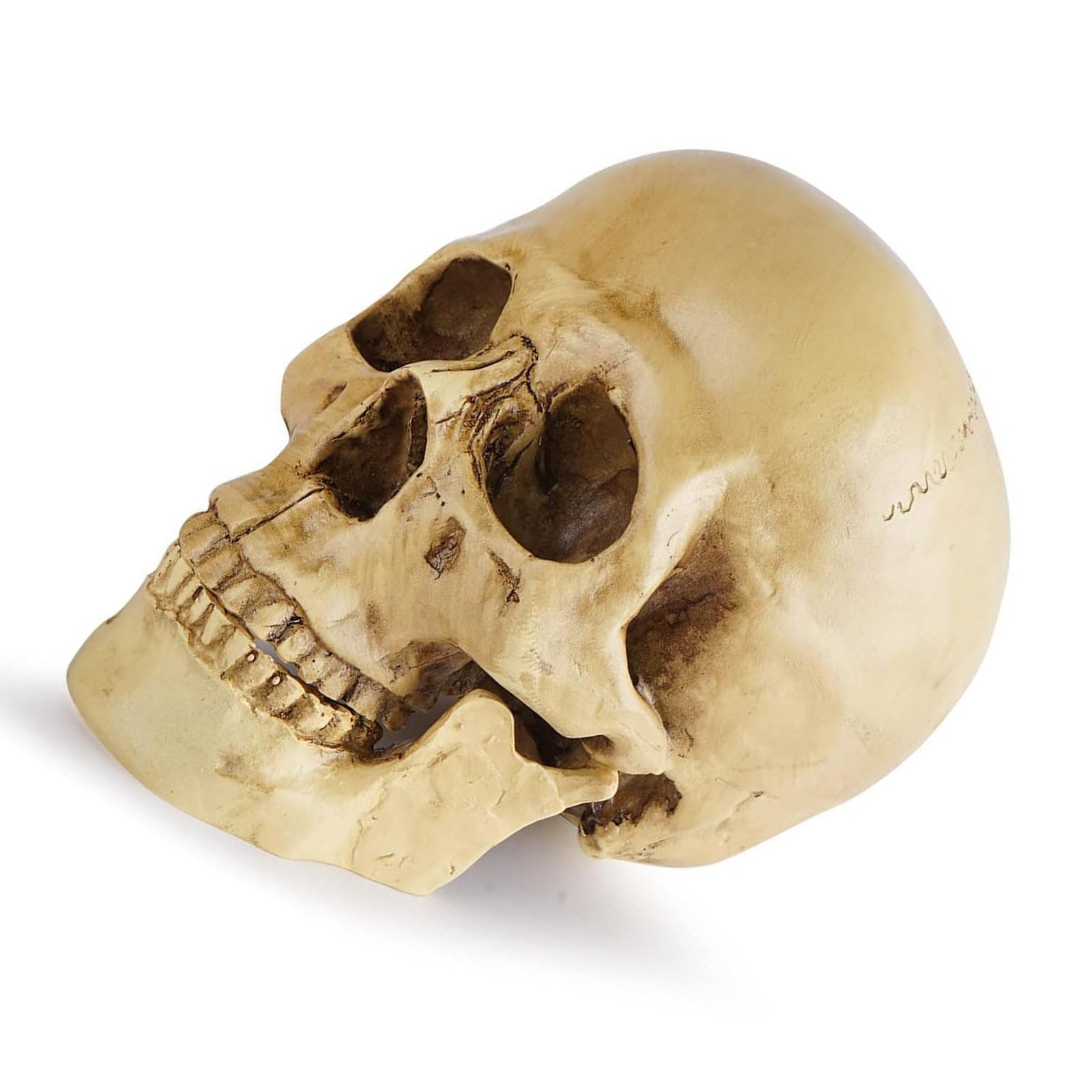 超入手困難　スカル.ガイコツ.ドクロ.ヒッピームーブメント・サイケデリック 超入手困難 スカル.ガイコツ.ドクロ.ヒッピームーブメント