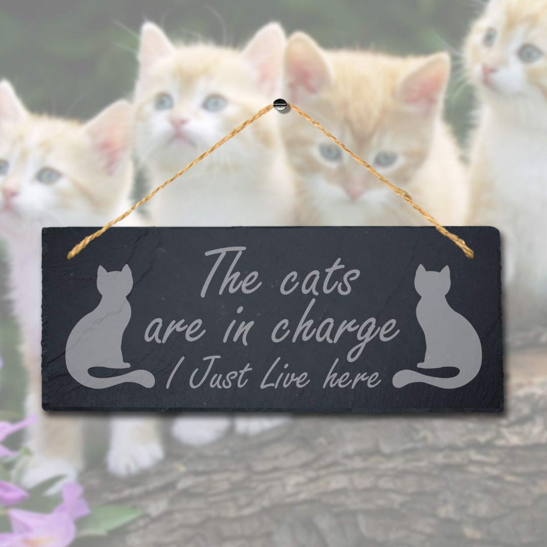 Stukk Dogs Pet Funny Laser Hanging Kitten Pup Puppy Home (Cats are in Charge), Natural Engraved Slate Stone Plaque, 30x12cm (Large)