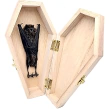BicBugs Kerivoula pellucida Coffin Hanging Black bat Indonesia