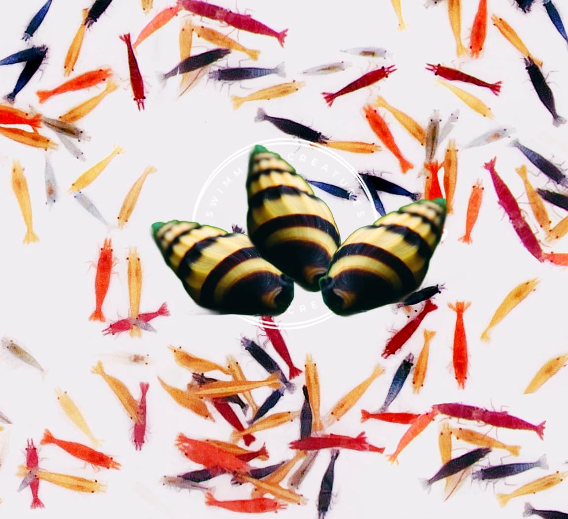 Swimming Creatures™ Freshwater Aquarium Shrimp - A Perfect Combo to Brighten Your Aquarium! (20 Premium Mixed + 3 Assassin Snail)