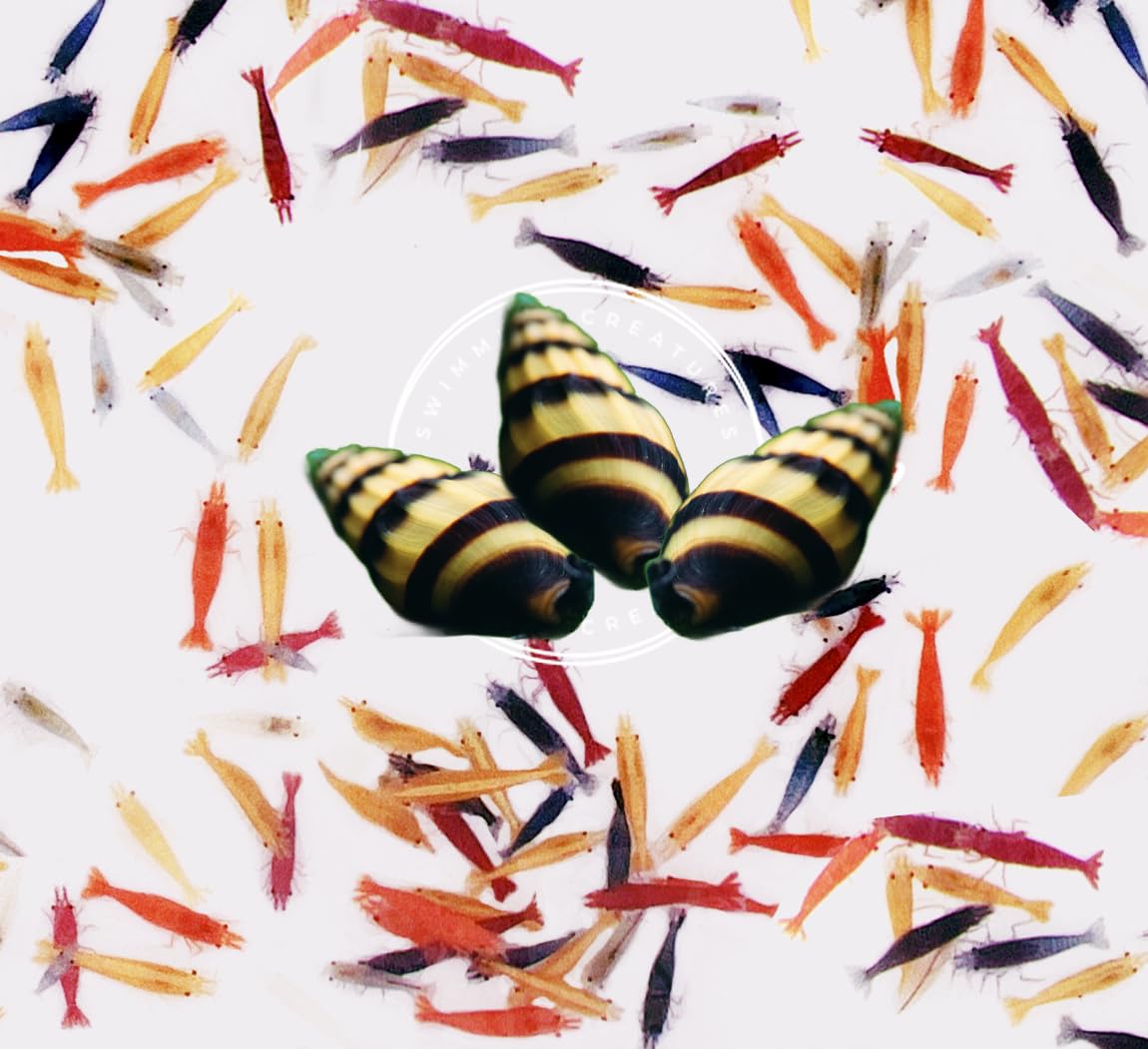 Swimming Creatures™ Freshwater Aquarium Shrimp - A Perfect Combo to Brighten Your Aquarium! (20 Premium Mixed + 3 Assassin Snail)