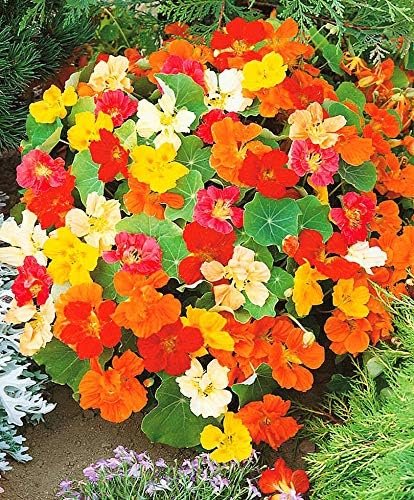 Miniatura 2 de Semillas Capuchina Mezcla Tall Trasero Berro Indio Flores Anuales