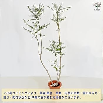 ジャカランダ 矮性二季咲き　日南ブルー 接木苗 ６号 PVP 種苗法品種登録 ジャカランダ 矮性二季咲き 日南ブルー 接木苗 6号 PVP 種苗法