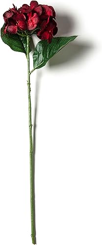 Miniatura 6 de Ashland Tallo de hortensia