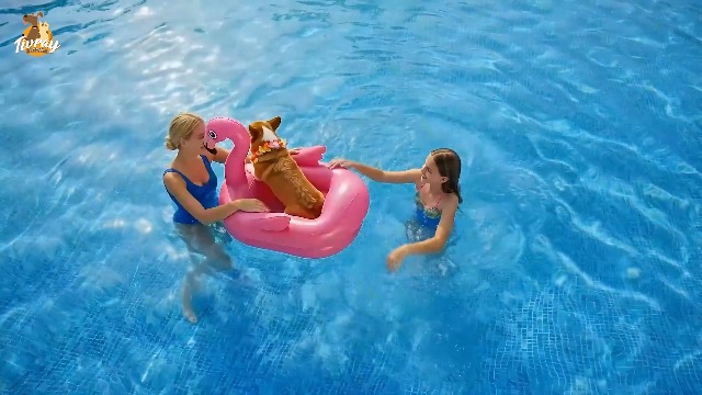 Bouée Piscine pour Chien,Flotteur Gonflable Flamant Rose pour Chiot et Chien ,Radeau Gonflable avec 2 Anneaux,Jouet d'Eau Été - Jeux - Jouets Bouée Piscine pour Chien,Flotteur Gonflable Flamant Rose pour Chiot et Chien ,Radeau Gonflable avec 2 Anneaux,Jouet d'Eau Été - Jeux - Jouets