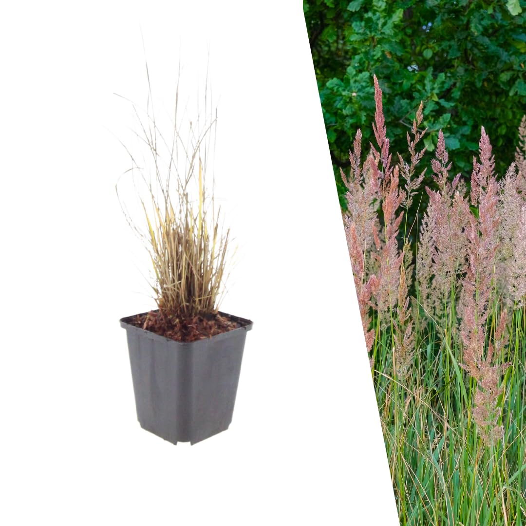 Plants by Frank Calamagrostis Brachytricha, 12x Diamantgras, Ø 9 cm