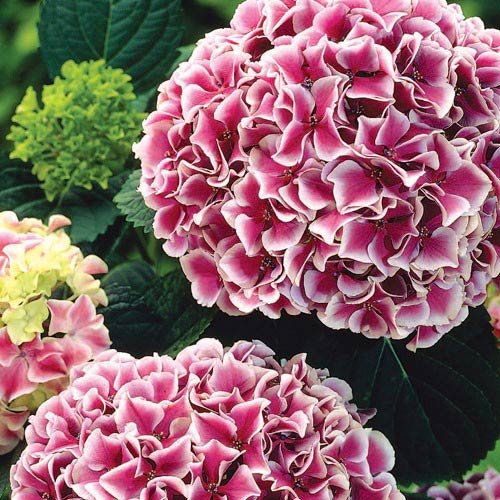 GreenCaart Live Pink Hydrangea Plant Rooted Plant Cutting On Grow Bag(Poly Bag) Pack of 1 (B0BRT4G63R) Amazon Price History, Amazon Price Tracker