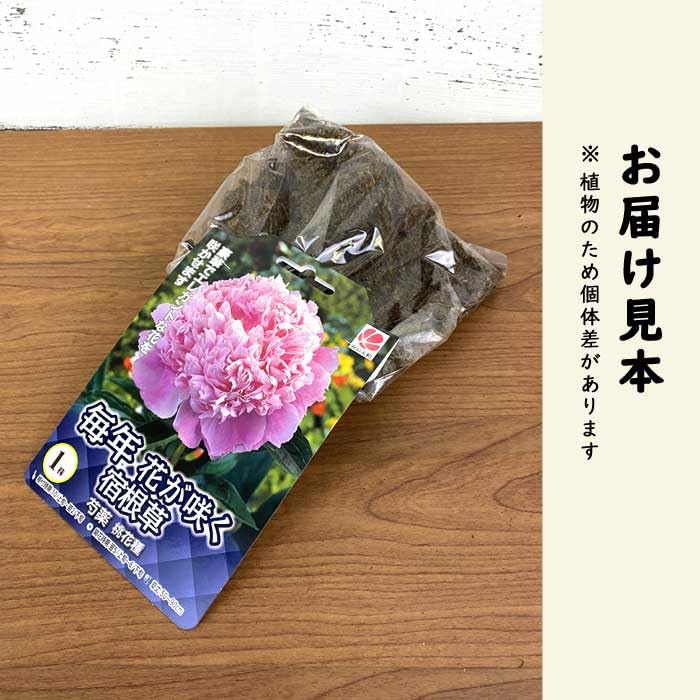 桃花種芍薬桃花色毎年咲く宿根1株、1100円 Amazon.co.jp: 芍薬 球根 桃花種 1株 しゃくやく シャクヤク