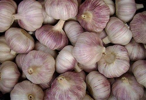 Miniatura 2 de Bulbos de ajo enteros, bulbos de ajo italiano púrpura temprano, 16 bombillas, este ajo está listo para comer o plantar, Cool Beans N Sprouts