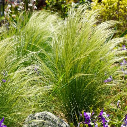 Semillas resistentes de hierba de plumas, Las plantas de jardín de rocas son resistentes. Stipa tenuissima, Las plantas perennes son plantas perennes resistentes. Plantas resistentes 600pcs