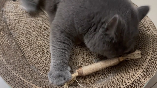 Silvervine Chew Sticks for Cats, 10 Pack Natural Catnip Chew Toys for Kittens Teeth Cleaning, Matatabi Dental Care, Increase Appetite, Calm Cat Anxiety and Stress, Aggressive Chewers Cat Dental Toy - image 8
