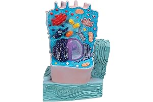 Plant Cell Biological Science 3D Model Kit for Science Project DIY Teaching