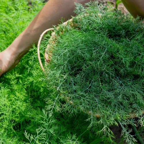 semi di aneto biologici, appartamento, estremamente resistenti all'aperto da giardino decorazione per la copertura del 600pcs