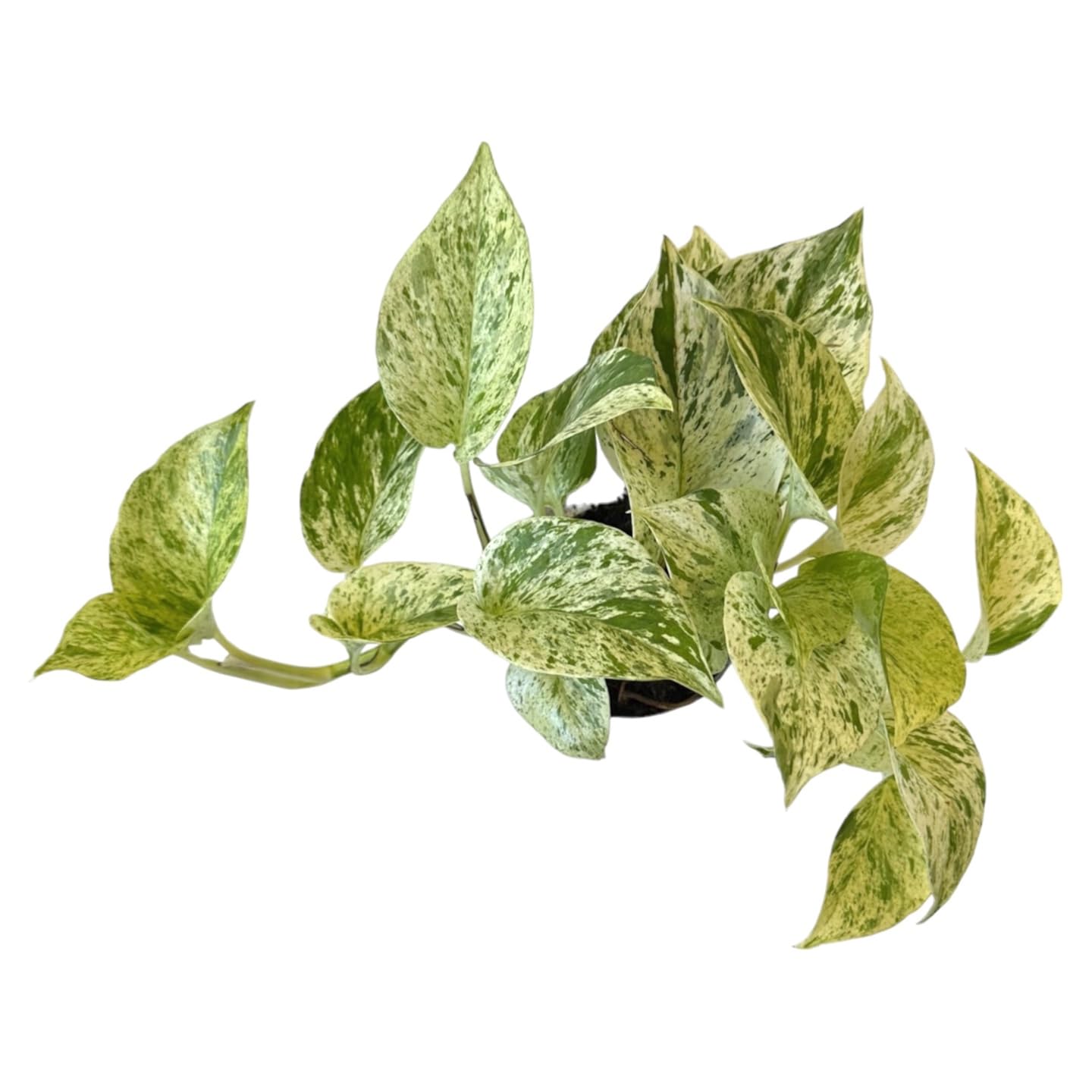 Hopewind Snow Queen Pothos