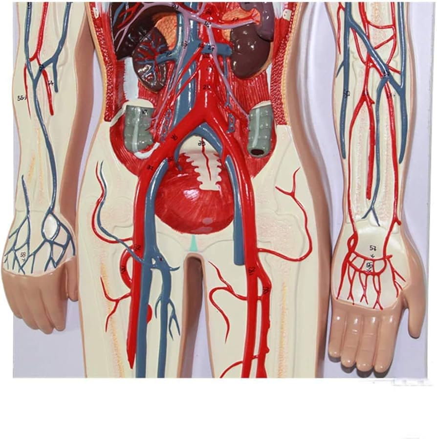 Amazon.co.jp: 静脈および動脈の構造人体解剖模型科学 - ヒト血液の