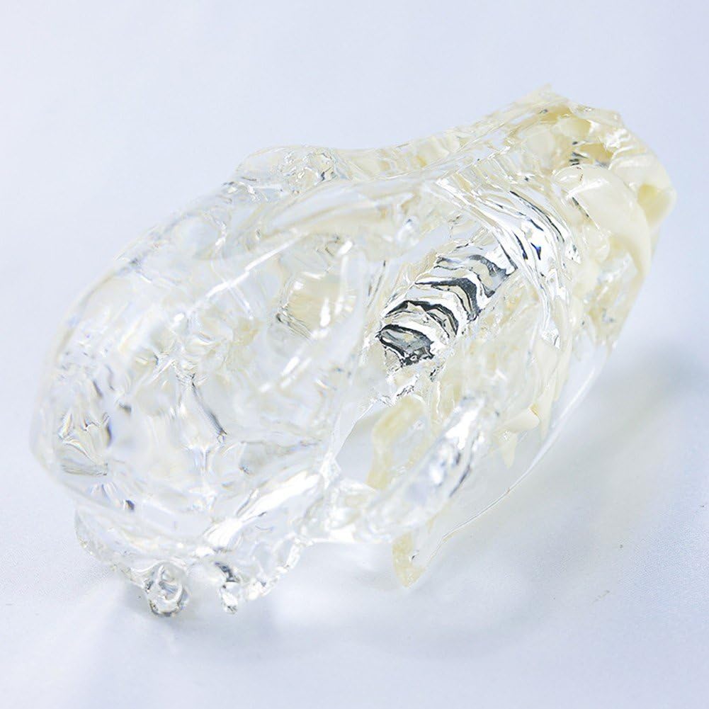 Modelo Dental De Perro con Cráneo Transparente, Modelo De Dientes Orales, Modelo Anatómico De Clínica Veterinaria para Educación Veterinaria Canina, Decoración, Demostración