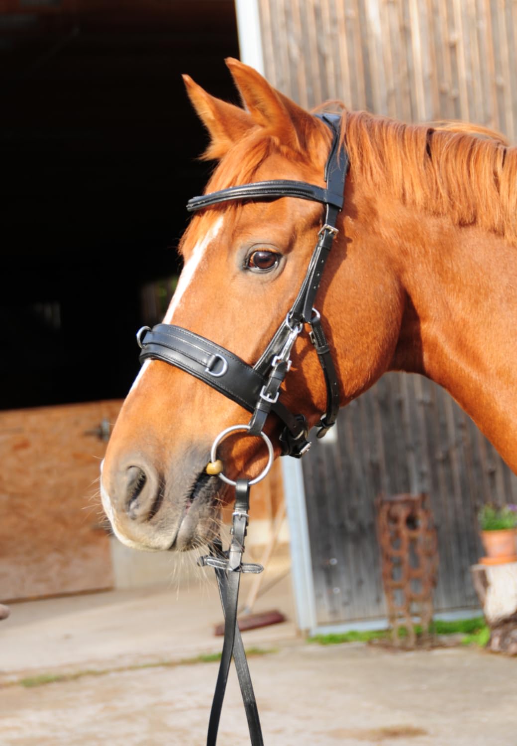 AMKA Reitkappzaum mit Gebissverschnallung zum Longieren und Reiten gebisslos oder mit Gebiss VB, WB, XWB