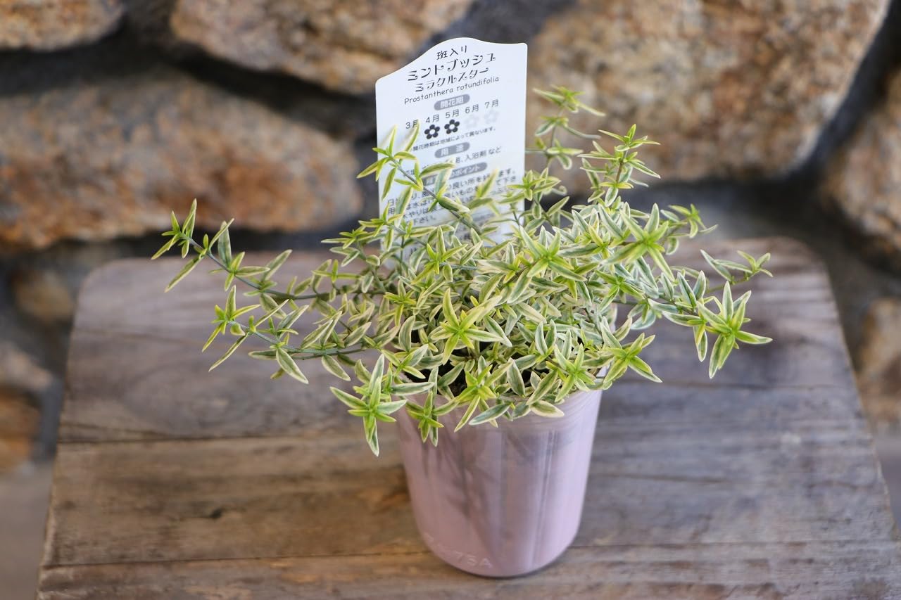 Amazon.co.jp: 斑入り ミントブッシュ ミラクルスター 2.5〜3号ポット