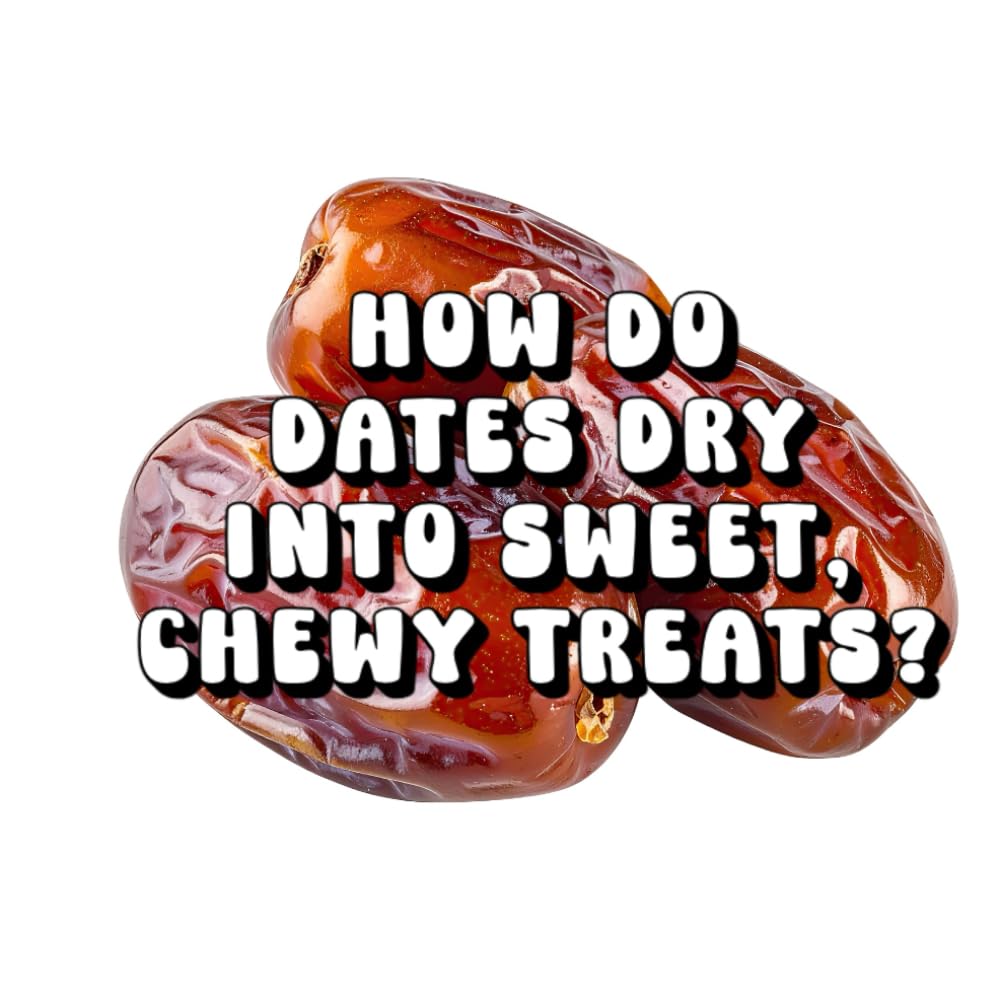 How Do Dates Dry Into Sweet, Chewy Treats?