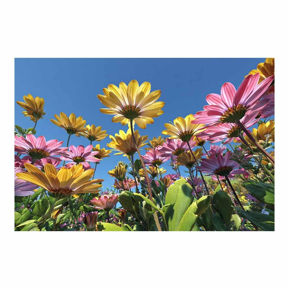 ZAMAEIU Landscape Wall Art Clustered blossomss Modern Canvas Print On Artwork, Suitable for living room, bedroom, for Kids Room Decoretc.(yellow)-30x50cm Unframed