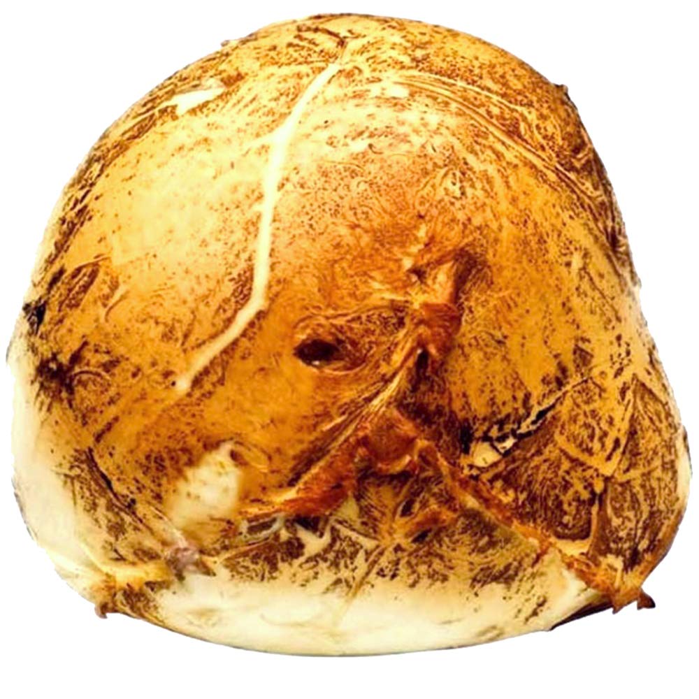 Mozzarella Affumicata Bufala Campana Dop|Provola Di Paestum|Latte Di Bufala|Alta Digeribilitã |Ordine Minimo 1Kg|Pezzatura 250G O 500G|Consegna 24/36 Ore|Dettaglio Spedizioni Nelle Descrizioni