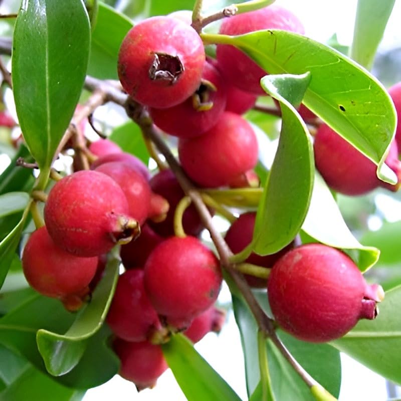 Image of Strawberry Guava Live Plant Pack of 1 | Sweet Red Fruit Tree for Home Garden, Balcony, Organic Terrace Farming | High Yield Tropical Guava Plant for Indian Climate