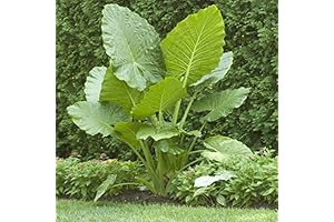 Giant Elephant Ear Plants aka Colocasia