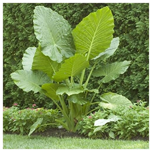 Elephant Ears (colocasia) 3 Bulb- bold tropical effect to and landscape.