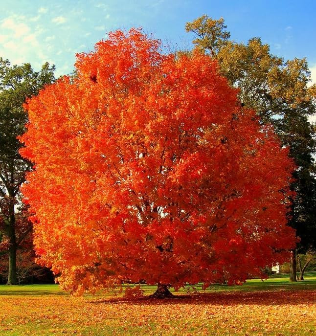 2 October Glory Maple Trees - 6-12" Tall Live Plants - Orange/Red Maple Trees - Acer rubrum 'October Glory' - (2 Pack)