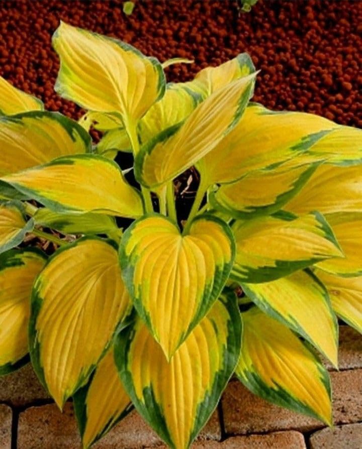 SVG® coleus imported flower seeds For Your Home & Garden pack of 100 seeds (YELLOW) (B0D1RBJHB3) Amazon Price History, Amazon Price Tracker