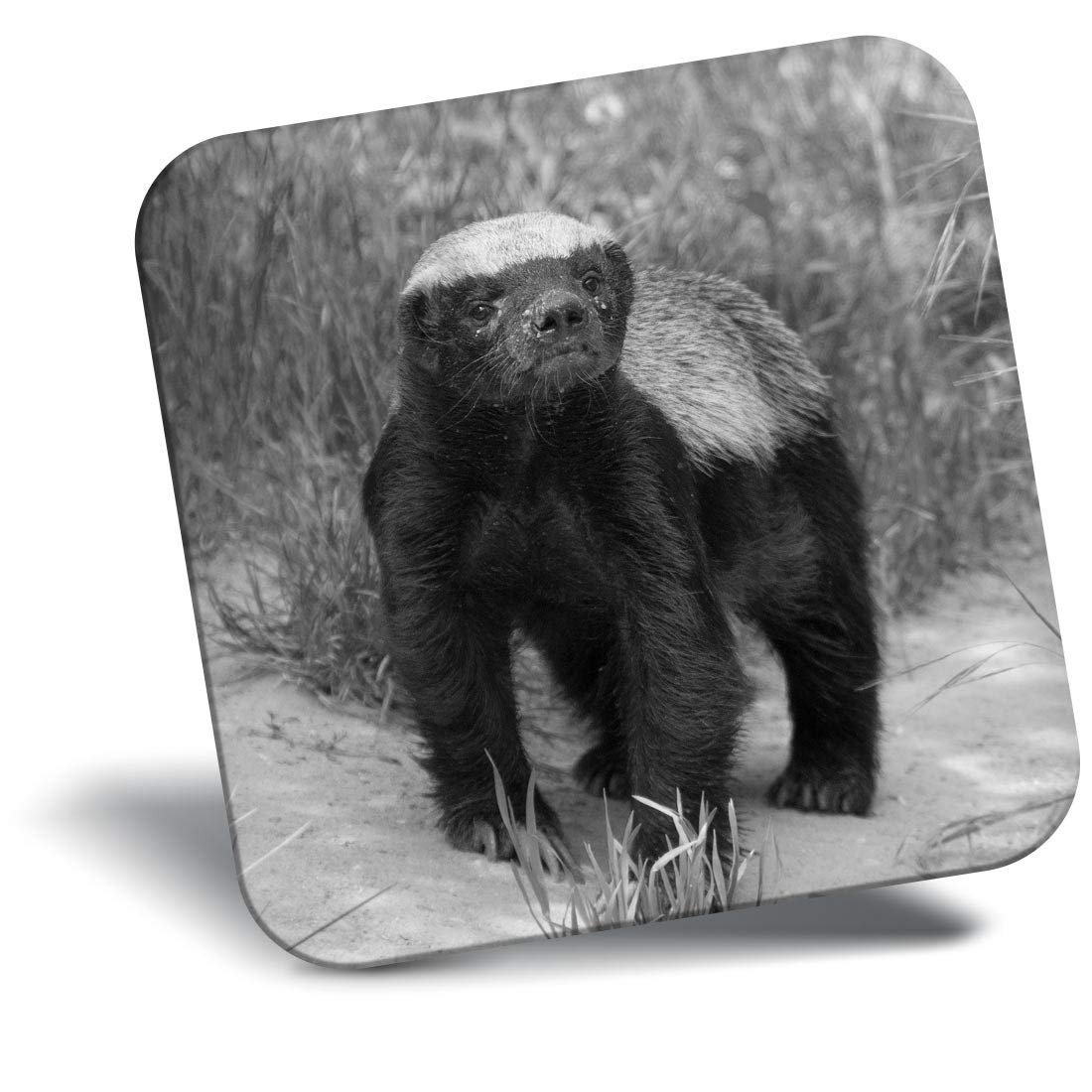 Destination Vinyl Ltd Fridge Magnet Bw - Wildlife Animal Honey Badger #37024