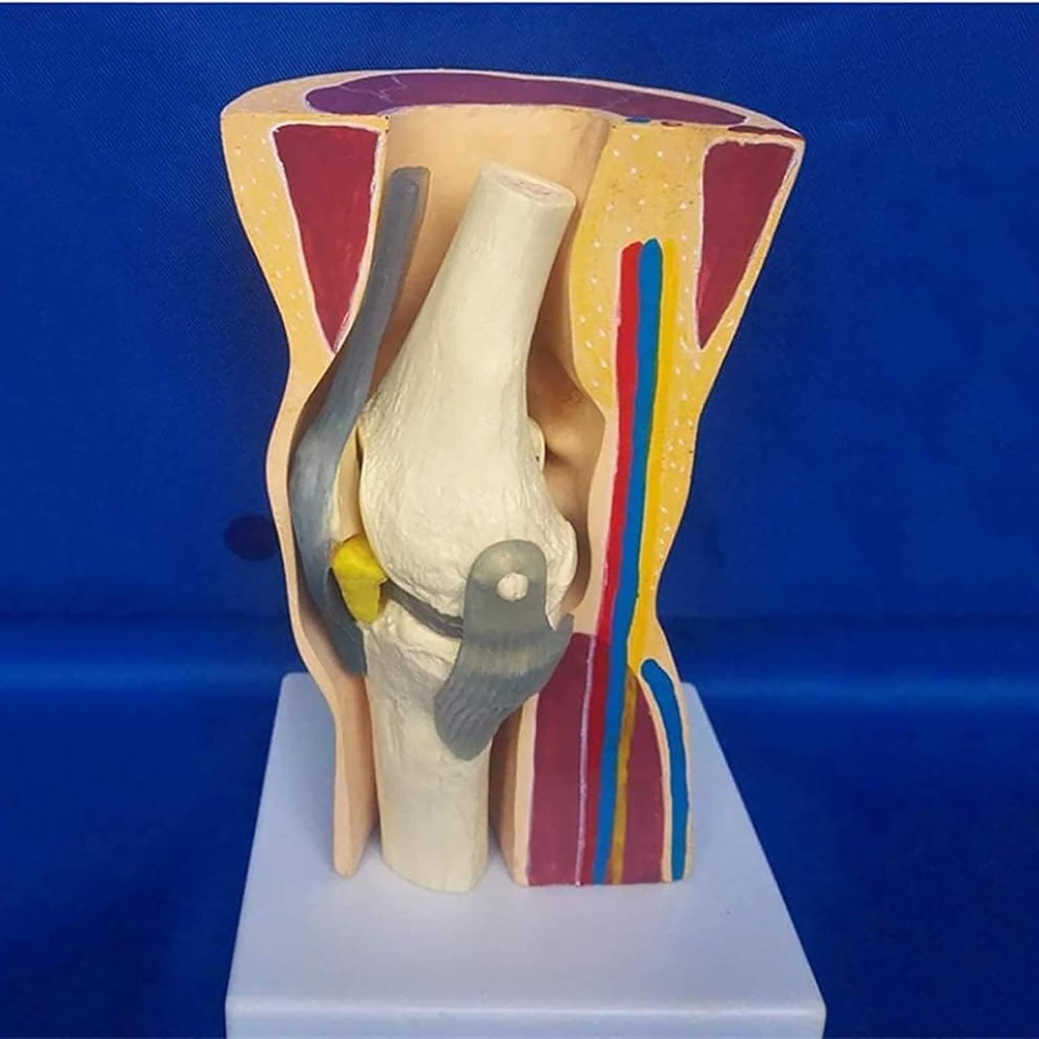 Model stawu kolanowego człowieka – anatomiczny model nauczania w edukacji i szkoleniach w opiece zdrowotnej