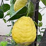 Ponderosa Lemon, Ponderosa Lemon Tree Live Plant, 2 Feet Tall Potted Lemon Tree Fruit Tree Live Plant No Ship to CA -  TAZGO