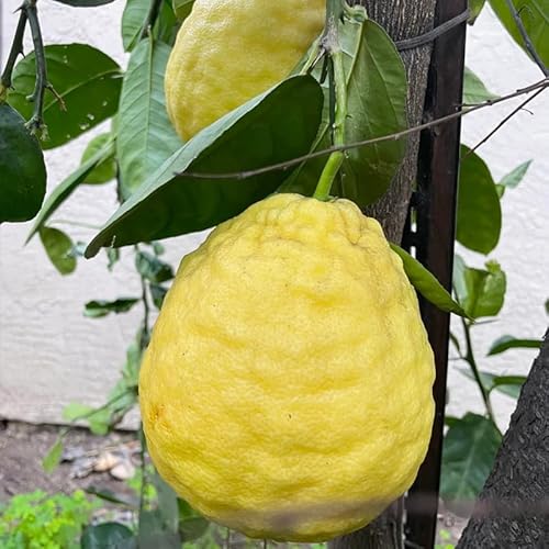 Ponderosa Lemon, Ponderosa Lemon Tree Live Plant, 2 Feet Tall Potted Lemon Tree Fruit Tree Live Plant No Ship to CA -  TAZGO