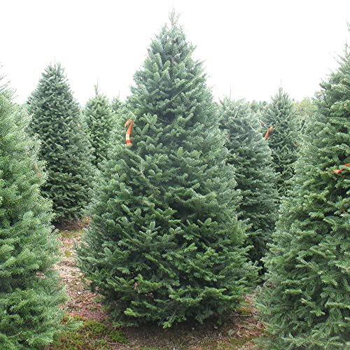 Balsam Fir Seeds Abies Balsamea Needled Evergreen Fragrant Low Maintenance Showy Patio Border Rock Garden Outdoor 30Pcs Tree Seeds By Yegaol Garden #TOP8