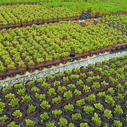 Supports pour pots de fleurs Toddmomy pour stabiliser vos semis sans risque de chute - 7