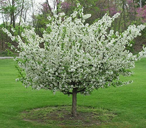 Sargent Crabapple Tree/Shrub -...