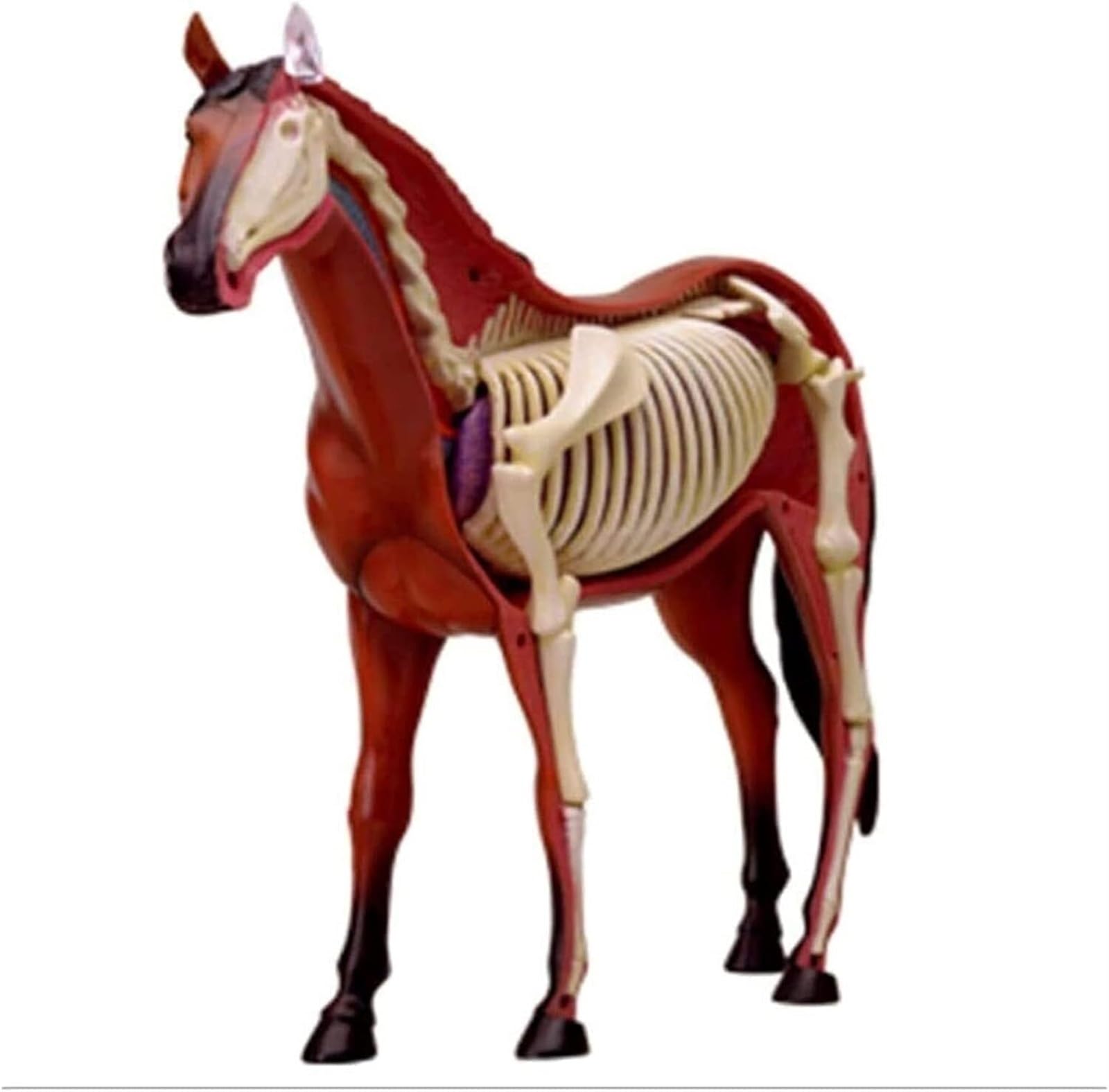 Modelo animal Modelo de anatomía del caballo 4D Órganos desmontables visuales y educación parcial Modelo de enseñanza de anatomía de órganos biológicos del caballo