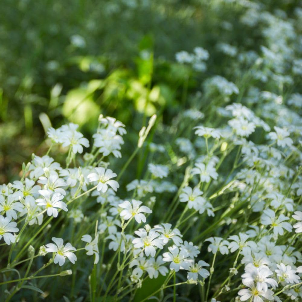 Snow-in-Summer Plant (Cerastium tomentosum) - Silver Foliage Ground Cover with White Flowers - Hardy Perennial for Rock Gardens and Dry Sunny Areas – 2X 1 Litre Pot by Thompson and Morgan