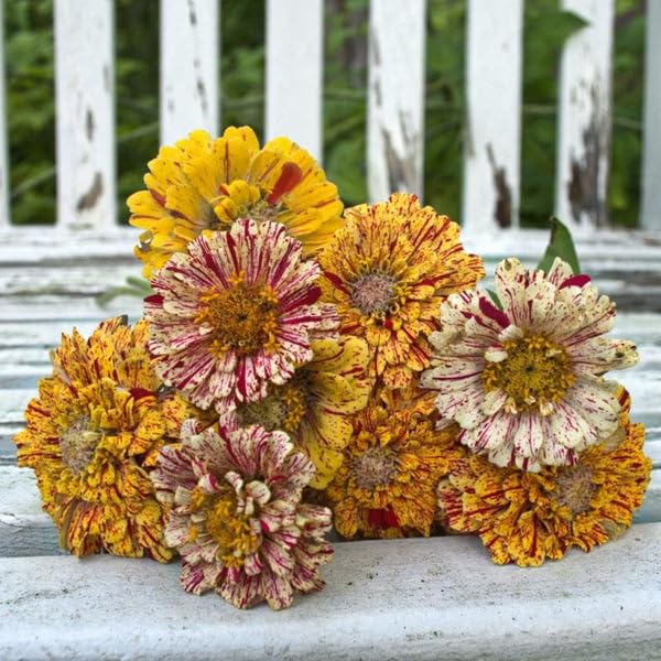 Peppermint Stick Zinnia Flower Seeds Gift Set-picture-29
