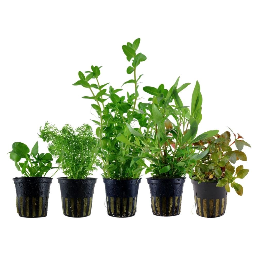 AquaOne Aquarium Pflanzen I 5x Wasserpflanzen I Schnellwachsende Anti Algen Aquarienpflanzen I Bacopa Limnophila Hygrophila Ludwigia Nymphoides I Algenkiller Set