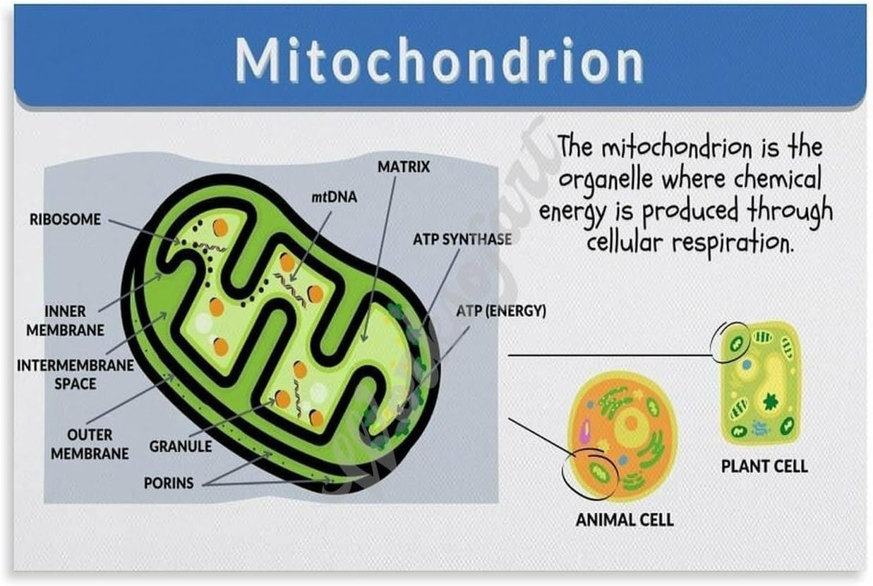 HGETJOHXEM Biology Cell Organelles Poster Mitochondria Structure and Function Educational Science Chart for Classroom Study(Unframed,12x18inch(30x45cm))